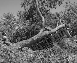 Treehouse after a Tornado